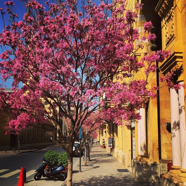 Spring time!  spring  trees  colors  springleaves  beirut  lebanon ... (Downtown Beirut)