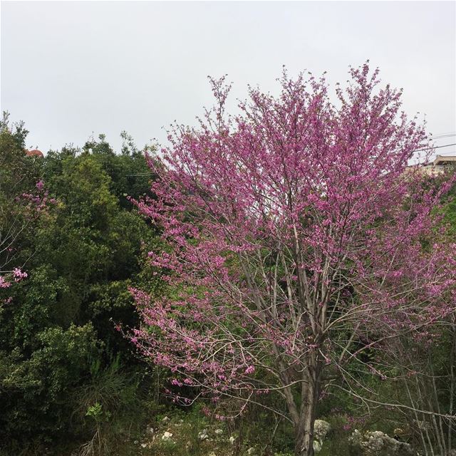  spring  tree  colorful  blossom  nature  outdoors  naturephotography ... (Ballouneh, Mont-Liban, Lebanon)