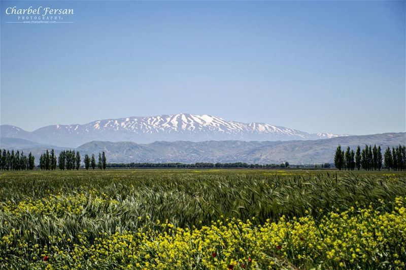 Spring vibes 🌼 tb  instashot  photooftheday  picoftheday  like4like ... (Taanayel- Bekaa)