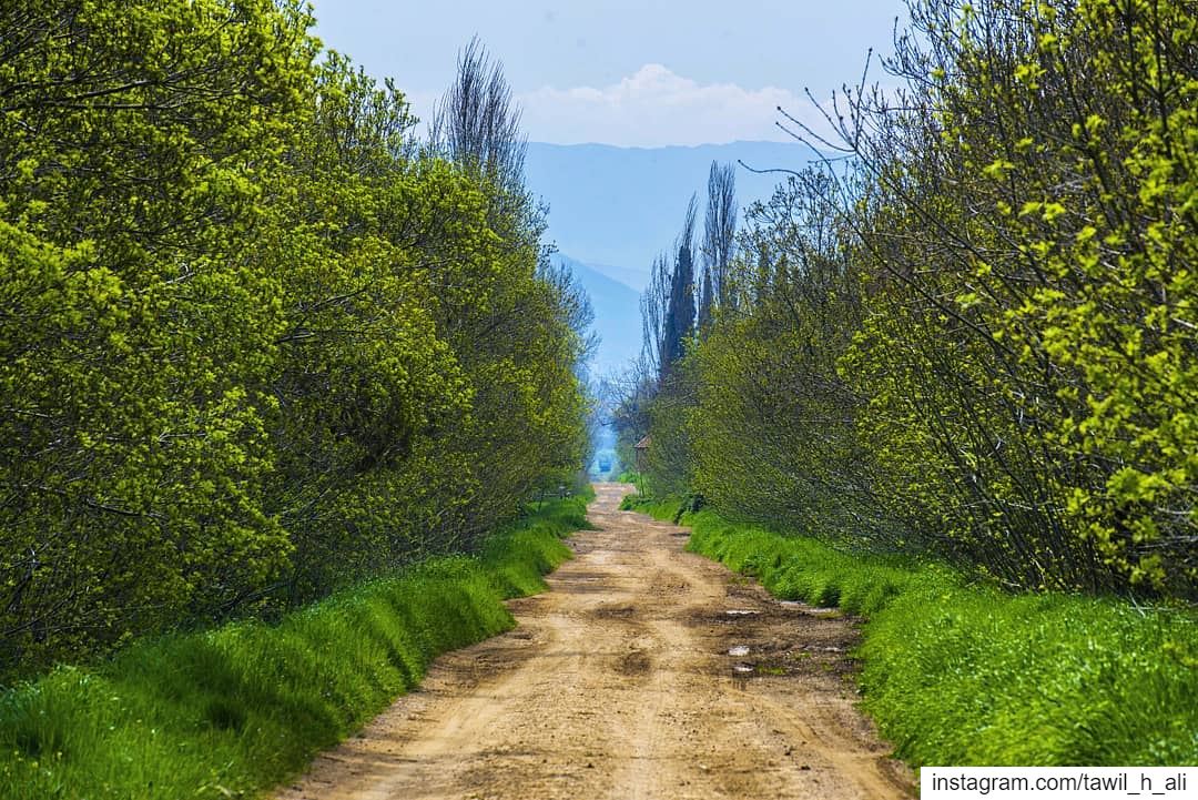 Spring way 🌳----- nature  naturephotography  landscape  earthpix ... (West Bekaa)