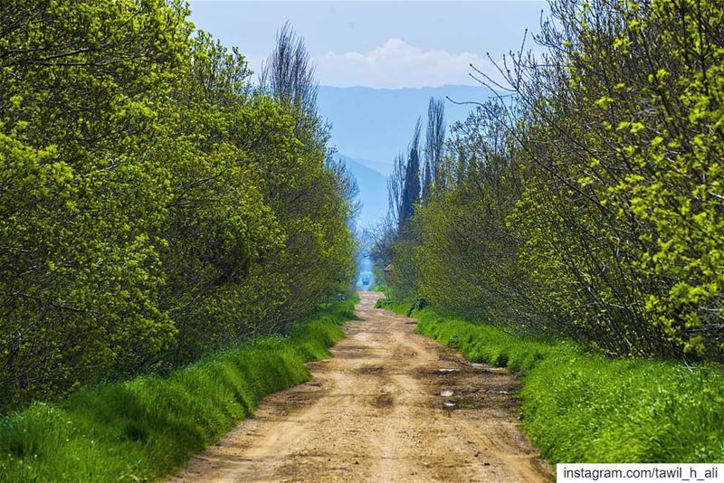 Spring way 🌳----- nature  naturephotography  landscape  earthpix ... (West Bekaa)