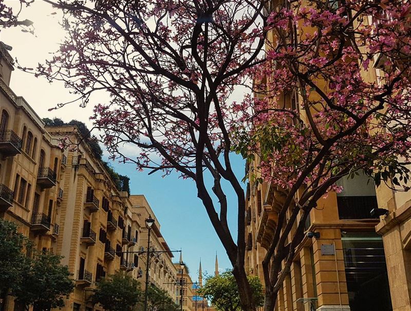 Springish cold winter in Beirut..❄🌸🌦🌸❄..📍Downtown - Beirut ... (Downtown Beirut)