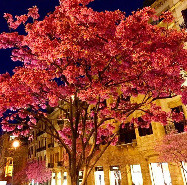  springishere  colorfultrees  downtown  beirut  beirutatnight ... (Downtown Beirut)