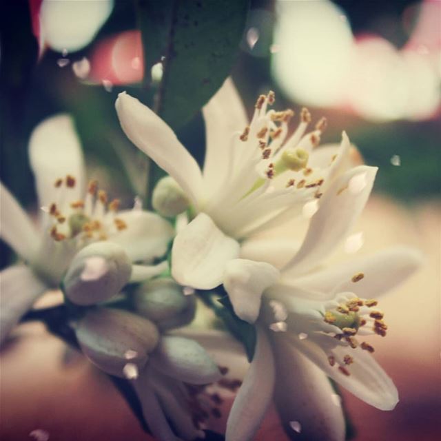  springseason flowers_photography nature_photography lebanon orange_flower... (Brîtel, Béqaa, Lebanon)