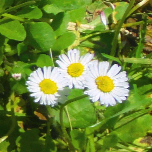 springspirit daisy marguerites natureshots