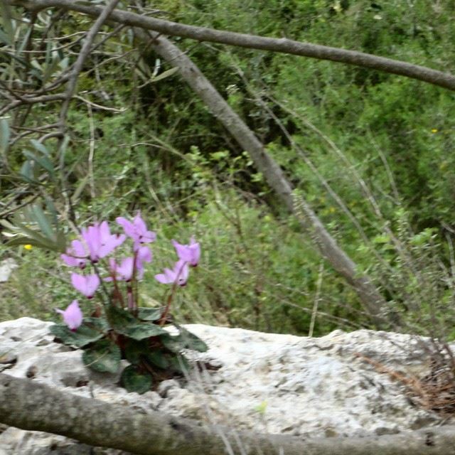 springspirit springcyclamen cyclamensfleurs flowers nature