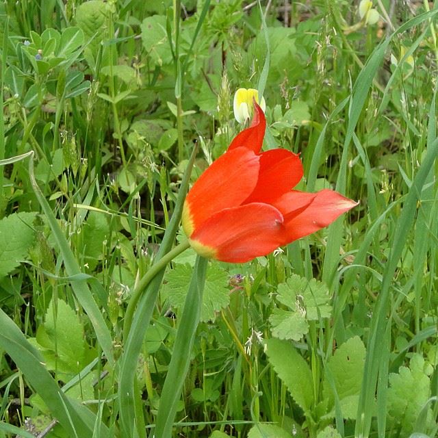 springspirit springmoments natureshots redcoquelicot flowers fleurs prairie herbs