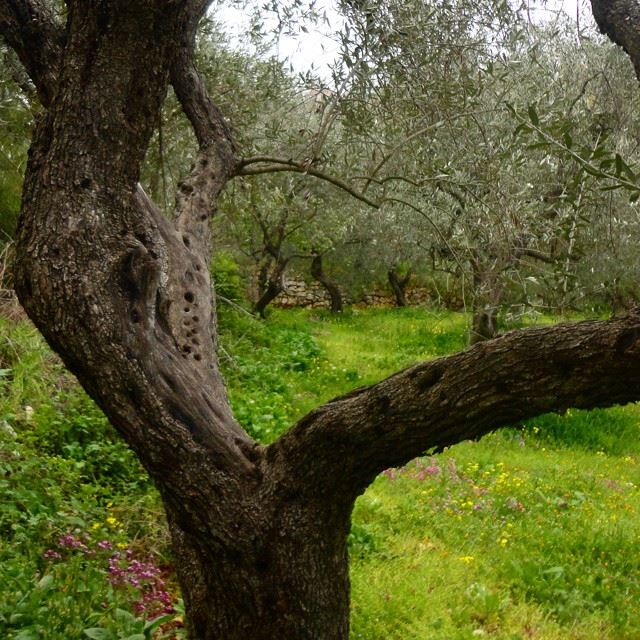 springspirit springmoments olivetrees mountain olivediscoverlebanon whatsuplebanon