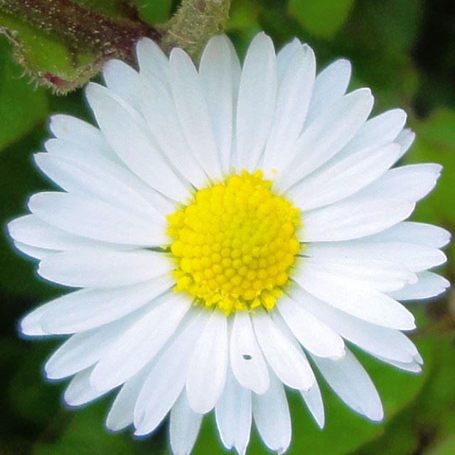 springspirit springmoments springdaisy marguerites fleurs flowers nature