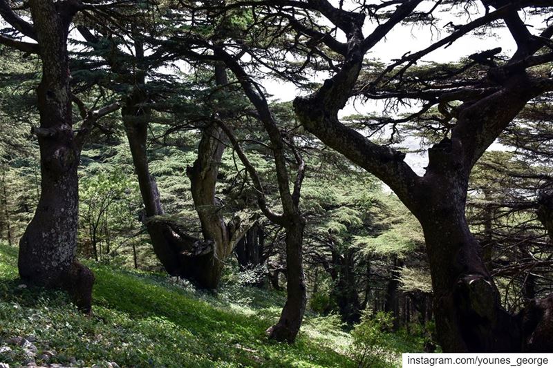 Springtime at the Cedar Forest of the Shouf Nature ReserveSee more of my... (Al Shouf Cedar Nature Reserve)