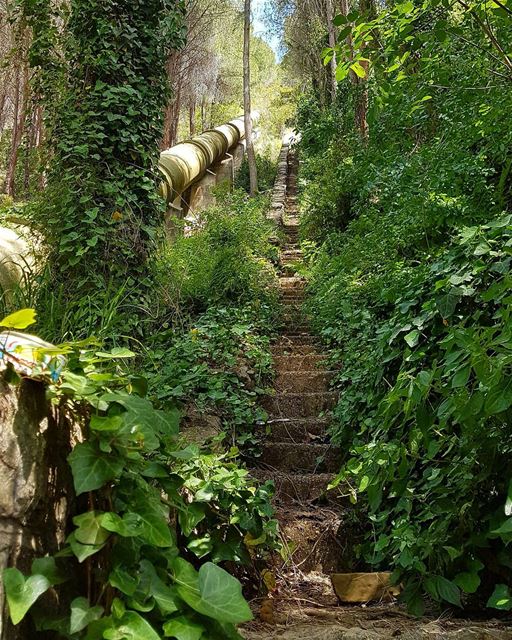 Stairway to heaven🌿☘🍀  whpnaturalbeauty  mountains  goodvibes ...