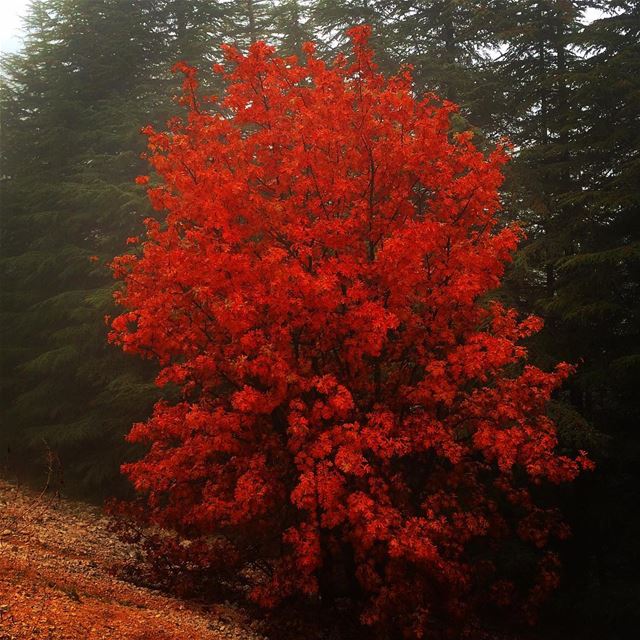 Stand out... lebanon  livelovelebanon  livelovechouf  shouf  shoufreserve... (Al Shouf Cedar Nature Reserve)