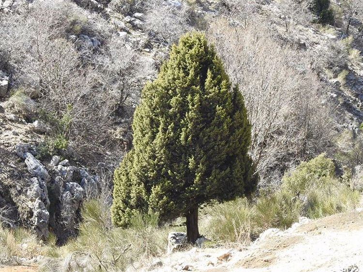 Stand Strong! JabalMoussa  unesco  biodiversity  biospherereserve ...