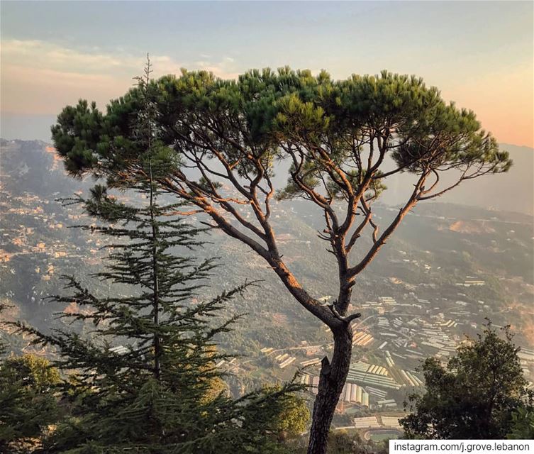 Stand tall, stand proud 🌳🌲Happy  LebaneseArmyDay! ❤ HappyArmyDay ...