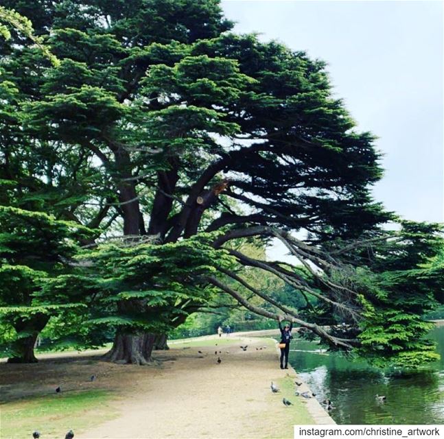 Standing next to A Majestic Cedar Tree 💚 Osterley Park🇬🇧. ... art...