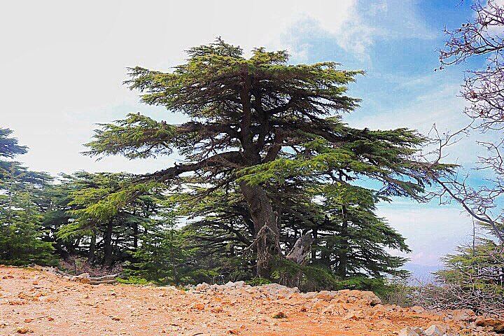 Standing Proud! 🌲.......... lebanon  lebanon_hdr ... (Arz el Bâroûk)