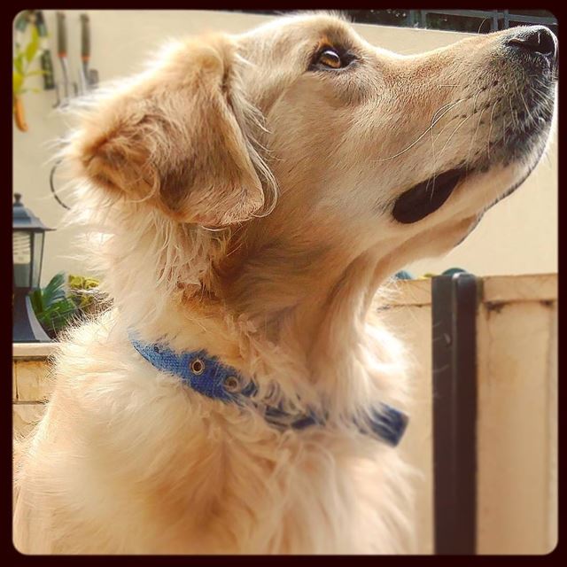 Staring at the neighbors 🐶 Woody  hehasmyheart ♥  ilovemydog   purelove ...