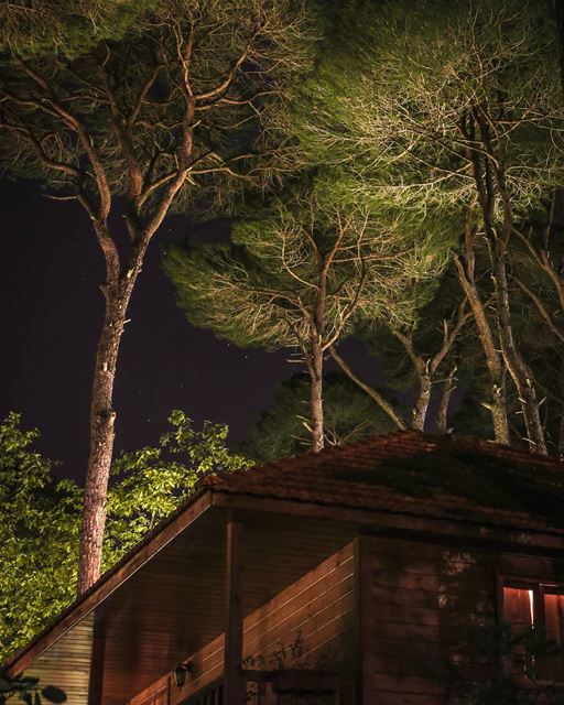 Starlit sky over our gorgeous pine forest ☄ what a wonderful world we live...