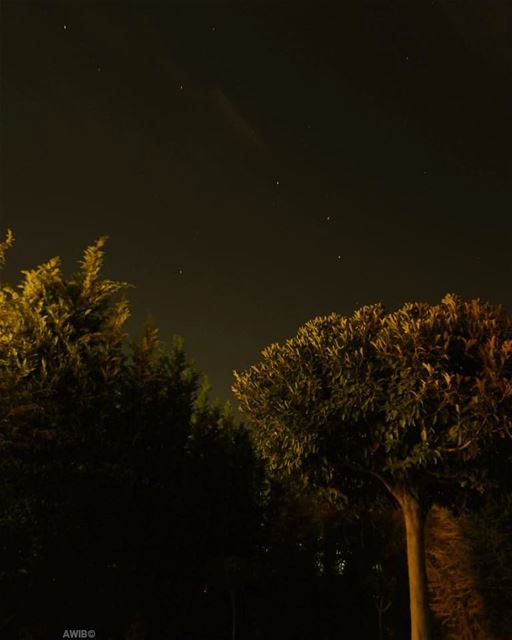  stars  tree  night  photo  picture  awandererinbeirut  sky  nightscape ...