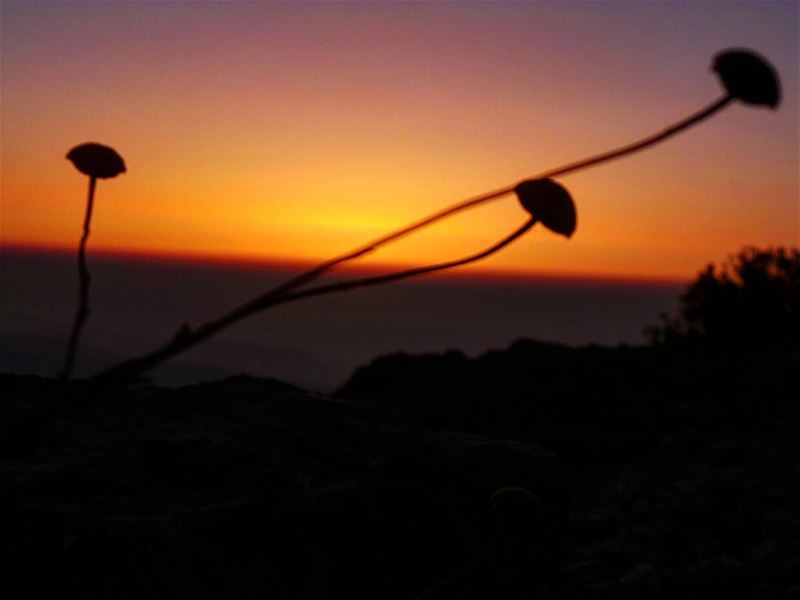 Stay close to nature...it will never fail you. nikontop_  nikonworld ... (Shouf Biosphere Reserve)