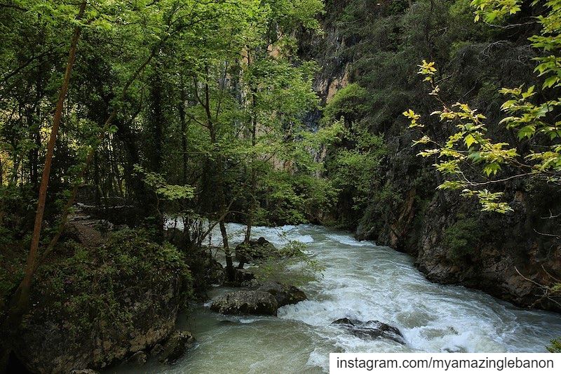 Stay wild at heart☘️ a7labaladbil3alam 🇱🇧..... photo  love ... (Chouwen)