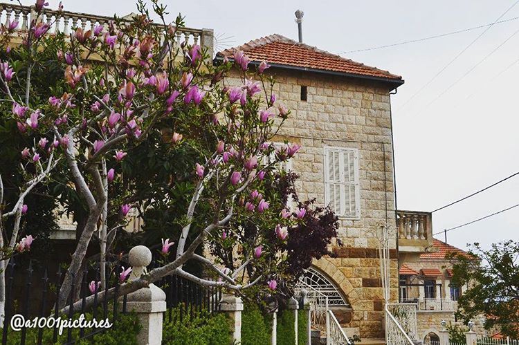 Steel Magnolias!! ... photos  photography  discover  lebanon  travel ... (Douma, Liban-Nord, Lebanon)