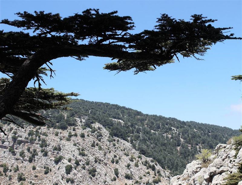 Step back & look at the whole  forest 🍃 intothewild  mountains  cedars ...