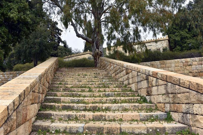 Step into an Early Spring [Spring flowers grow on the steps of an old... (`Ain Trez, Mont-Liban, Lebanon)