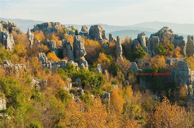 Still Fall glory in these oak trees between the rocks in Faytroun...... (Faytrun)