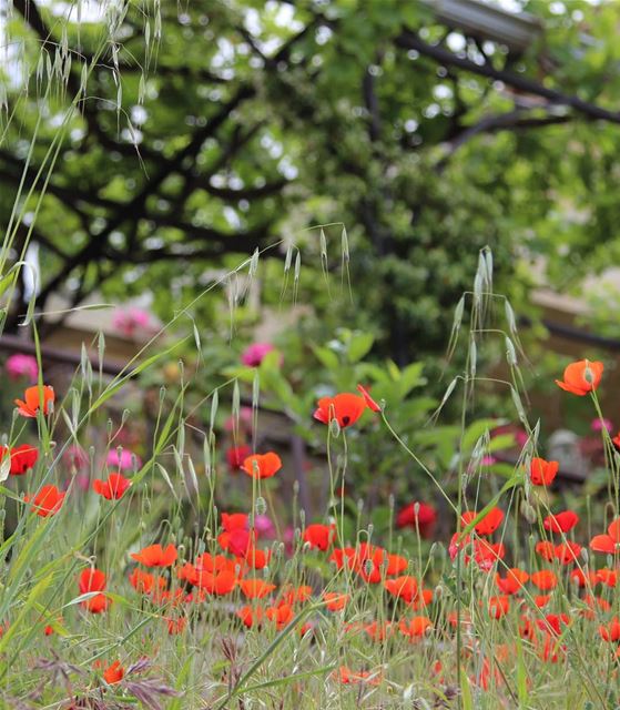 Still poppy season in the mountains⚘⚘ ......... Lebanon ... (Chouf)