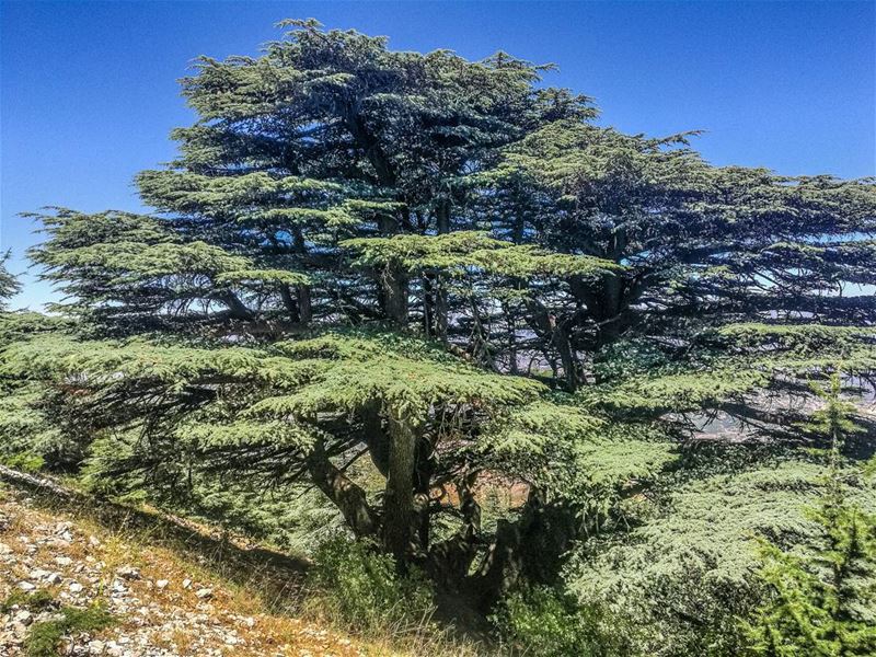 Still standing  strong 🇱🇧🇱🇧................ Lebanon ... (Maasser Ech Chouf, Béqaa, Lebanon)