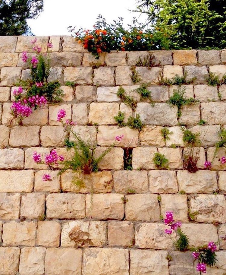 stonewall  wall  stones  flowers  beautiful  deirelqamar ...