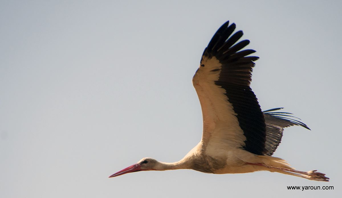 Stork (About Sa3d) From Yaroun