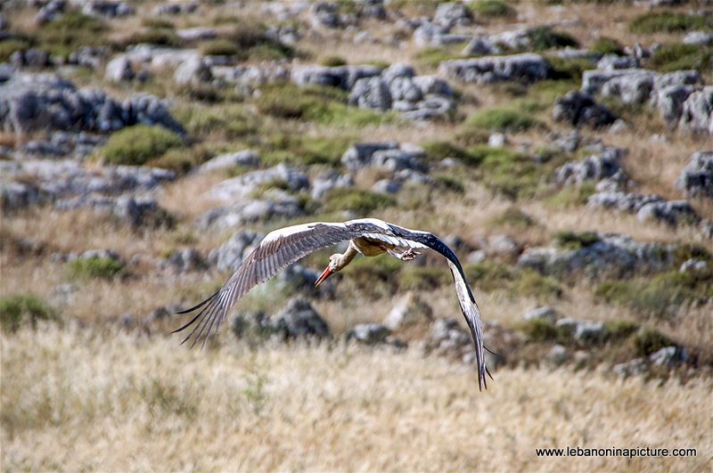 Stork (About Sa3d) From Yaroun