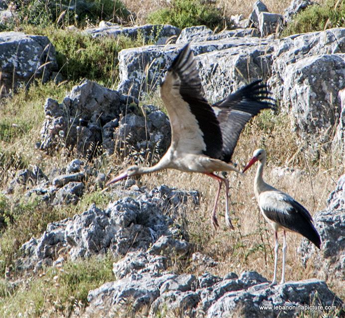 Stork (About Sa3d) From Yaroun