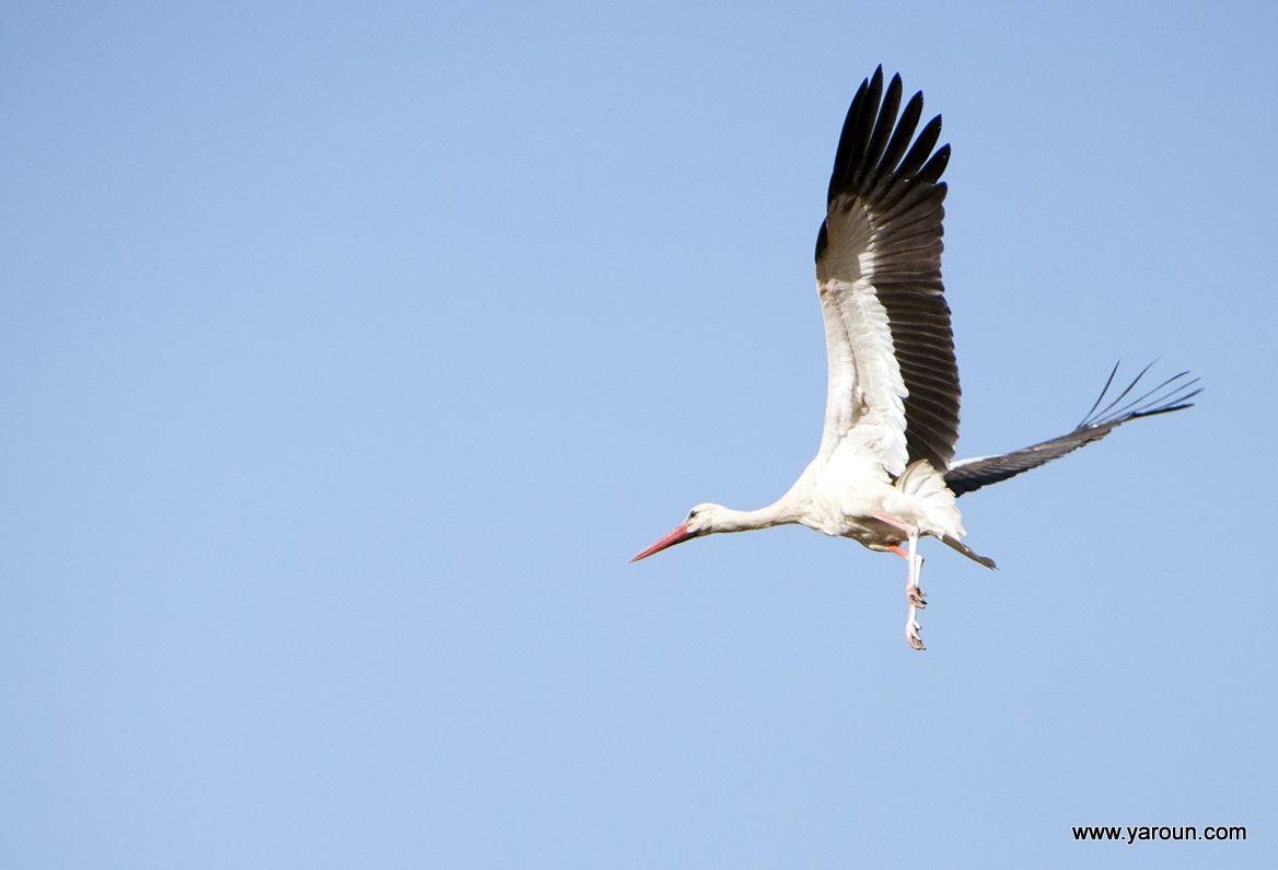 Stork (About Sa3d) From Yaroun