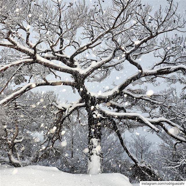  storm Norma’s  artistic  touches on Lebanon’s  nature.  normastorm  snow ...