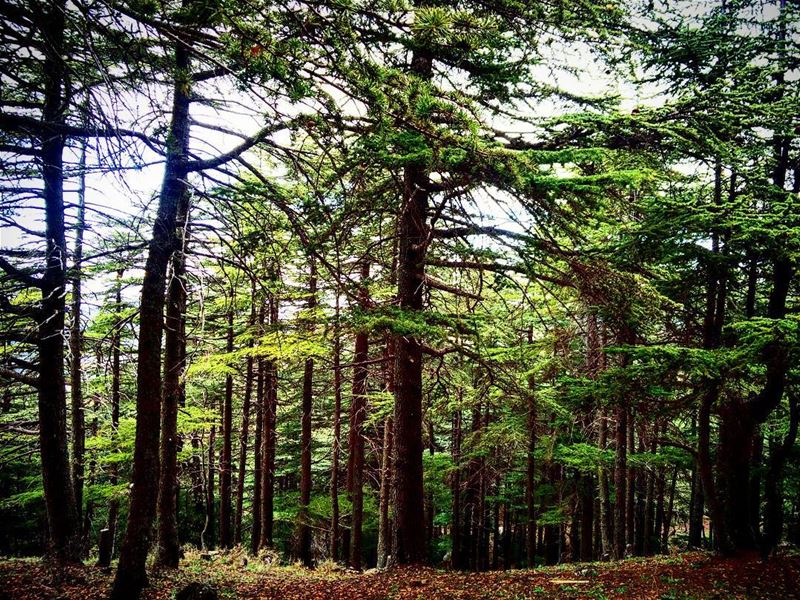 ||Storms make trees take deeper roots||  lebanon north lebanese nature... (Hadath El-Jubbah, Liban-Nord, Lebanon)