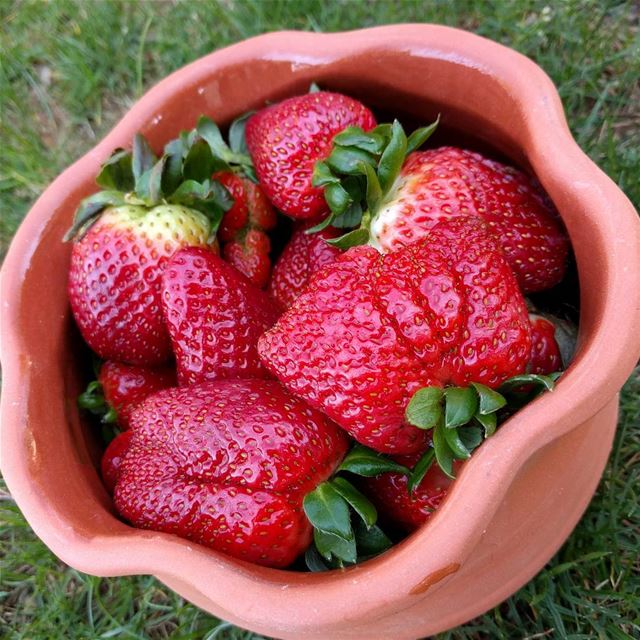  strawberry   strawberrieslovers   fresh  organic  freshfruits  ...
