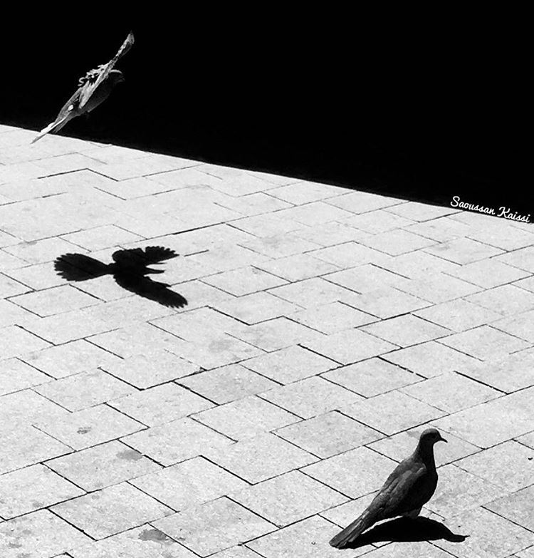  streetphotography  blackandwhite  monochrome  pigeons  saida ...