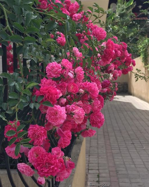  streetphotography  flowers  roses  beautiful  village ...