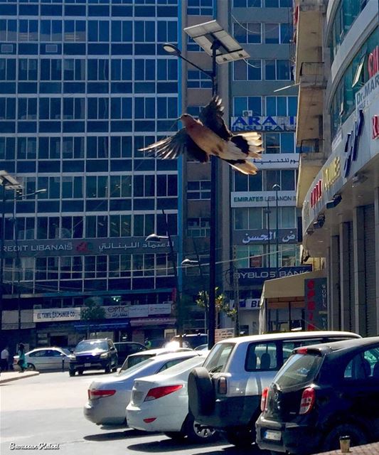  streetphotography  flying  pigeon  saida ...