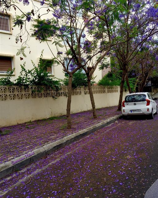  streetphotography  jaccaranda  jakaranda  beautiful  saida  lebanon ...