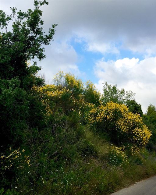  streetphotography  spring  flowers  yellow  bluesky  clouds  beautiful ...