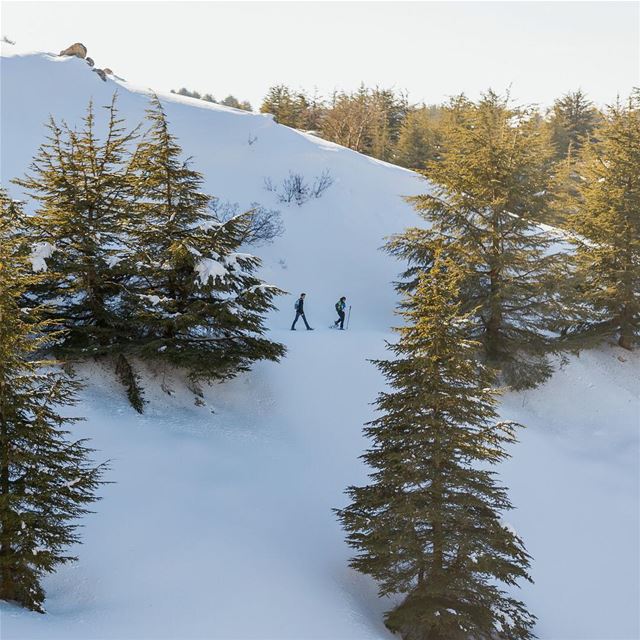 Strolling in the forest  lebanon  barouk  baroukcedars  chouf  snow ... (Shouf Biosphere Reserve)