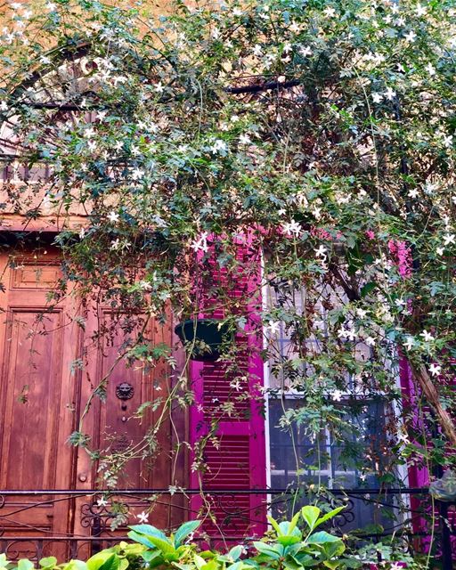 Strong whiff of jasmine filling up the morning air.  jasmine  scent ... (Monot Street)