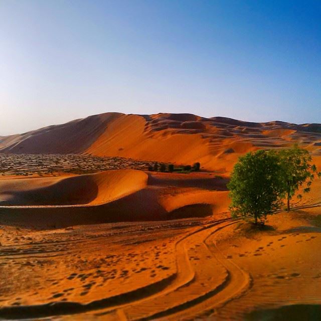 Struggle  liwa  desert  qasralsarab  landscapes  instagramers  ig_uae ...