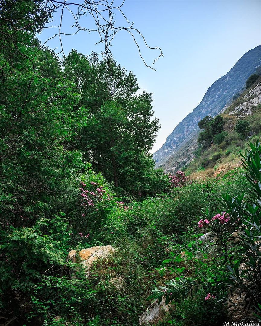 Study nature, love nature, stay close to nature. It will never fail you. ©F (`Arab Salim, Al Janub, Lebanon)