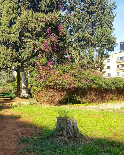 Stump in the city  hiddenbeirut  urbanjungle .................. (National Museum of Beirut)