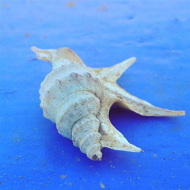 Stunning! MarineLife  MarineWildLife  Seashells  Shells  Murex  SeaLife ...